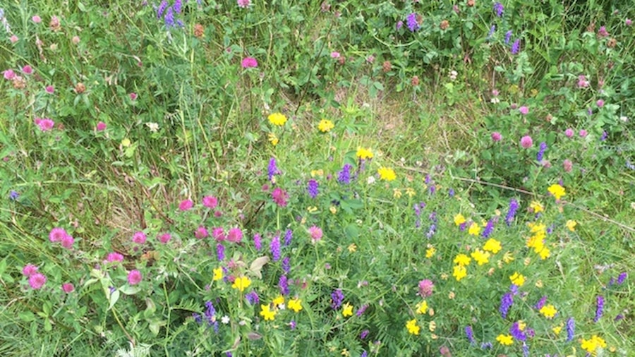 Blomstereng