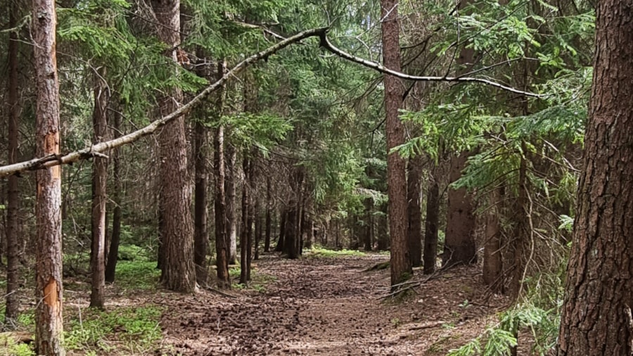 I skogen ved Sundbytoppen i Åros