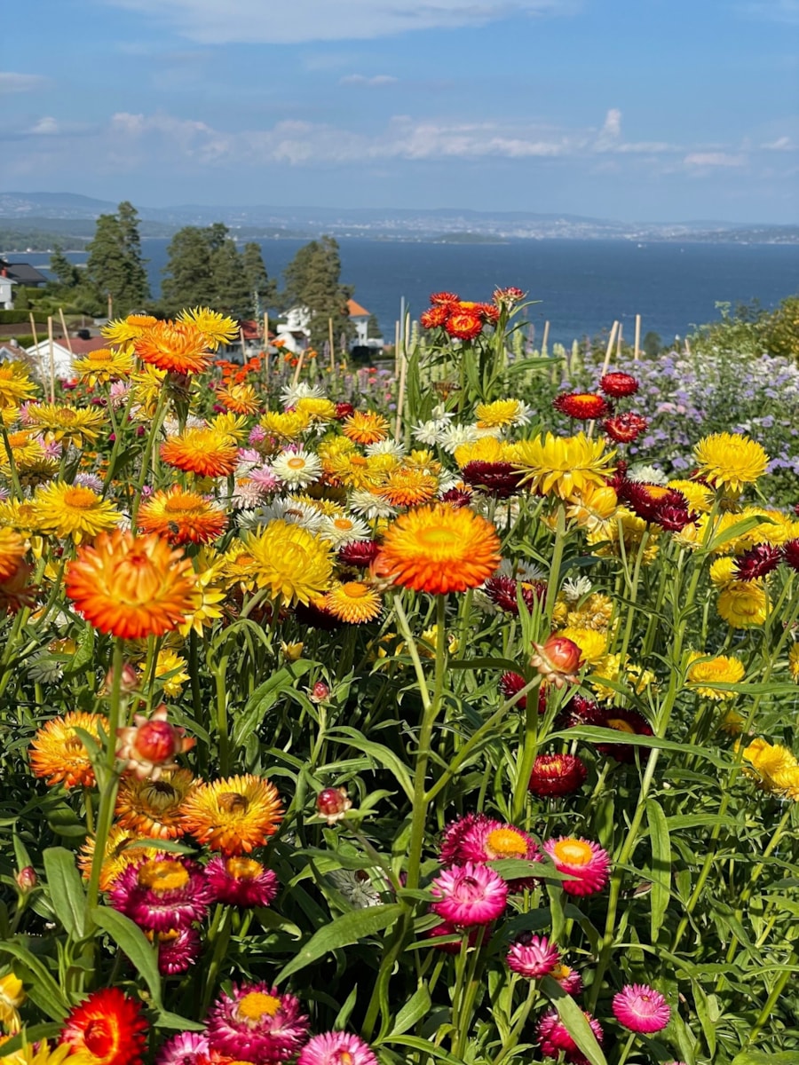 Blomstergården utsiktsbilde