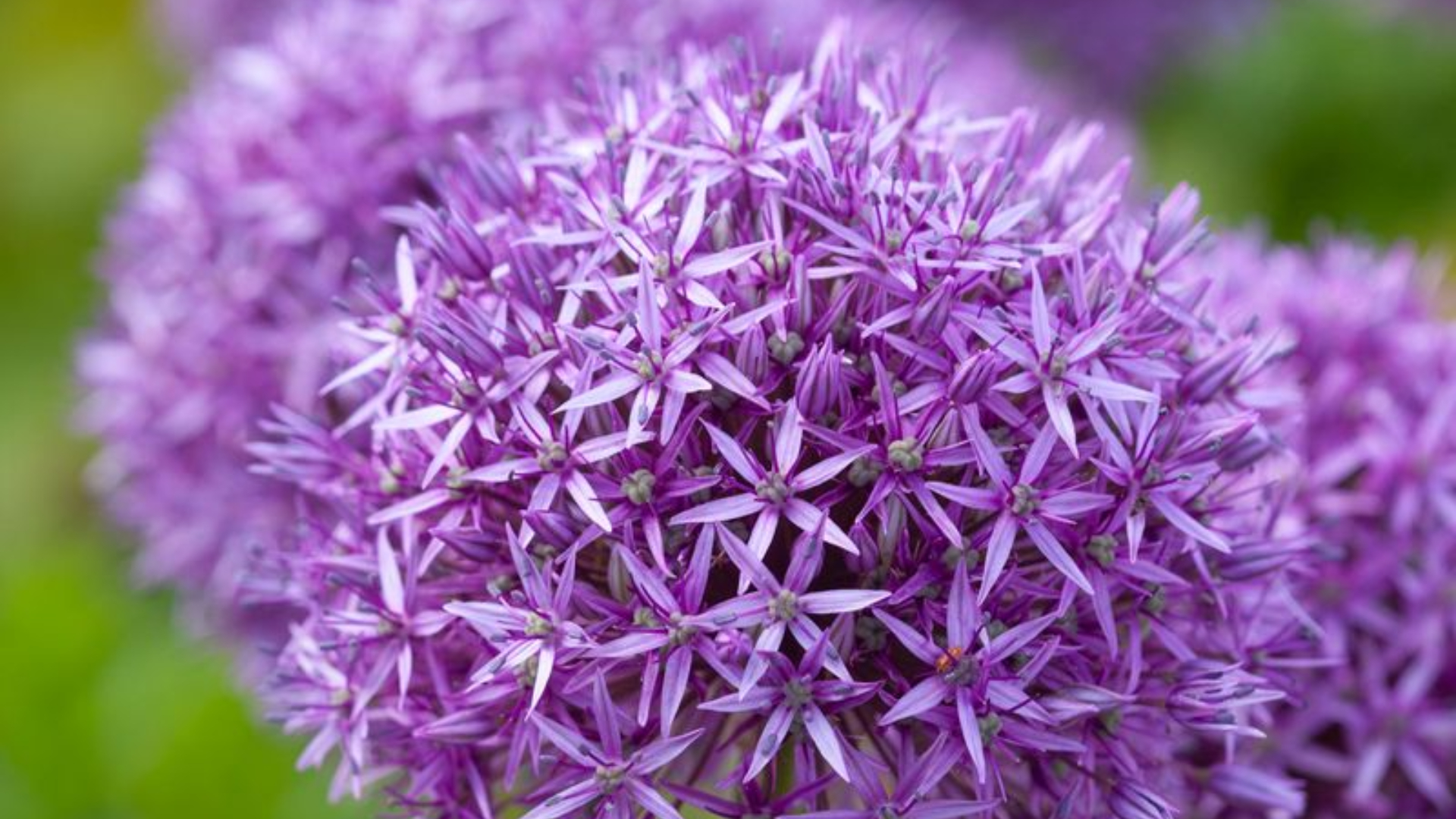 Allium