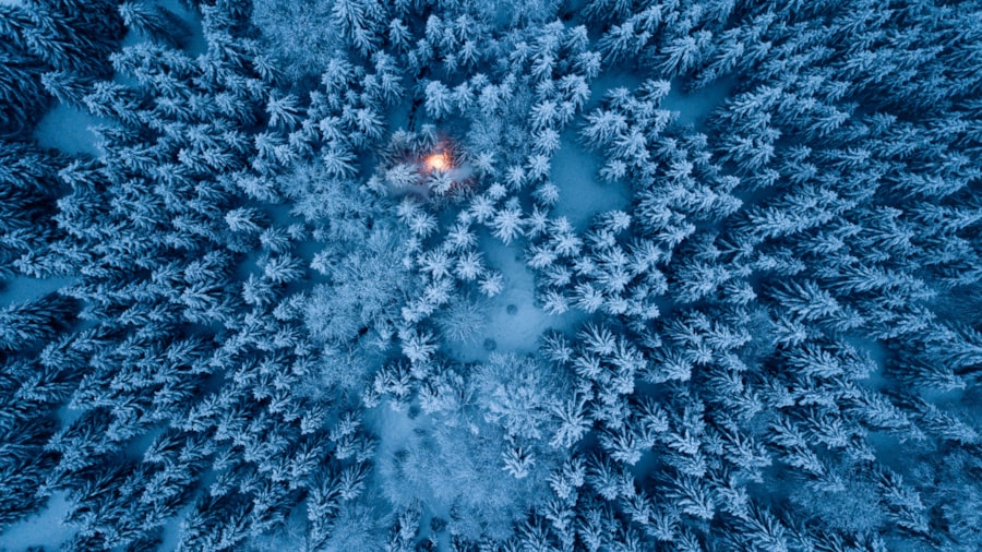 Lyset i skogen