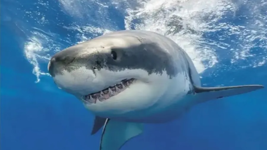 Hai