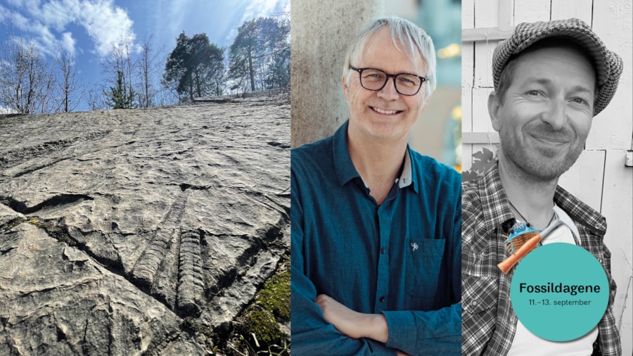 Blekksprut, Reidar og Henrik