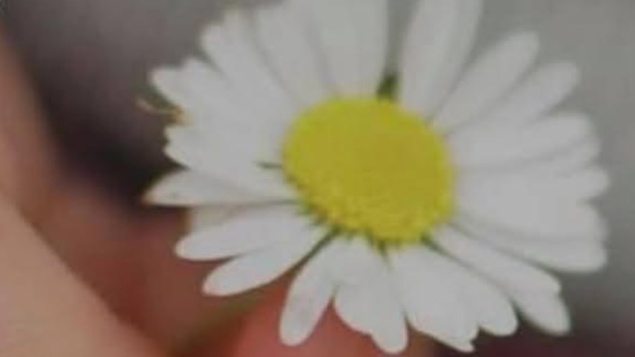 Blomst