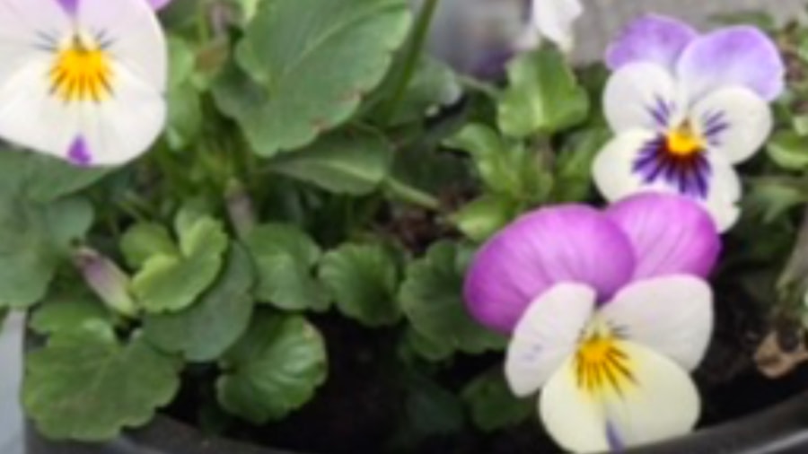 Blomsterglede