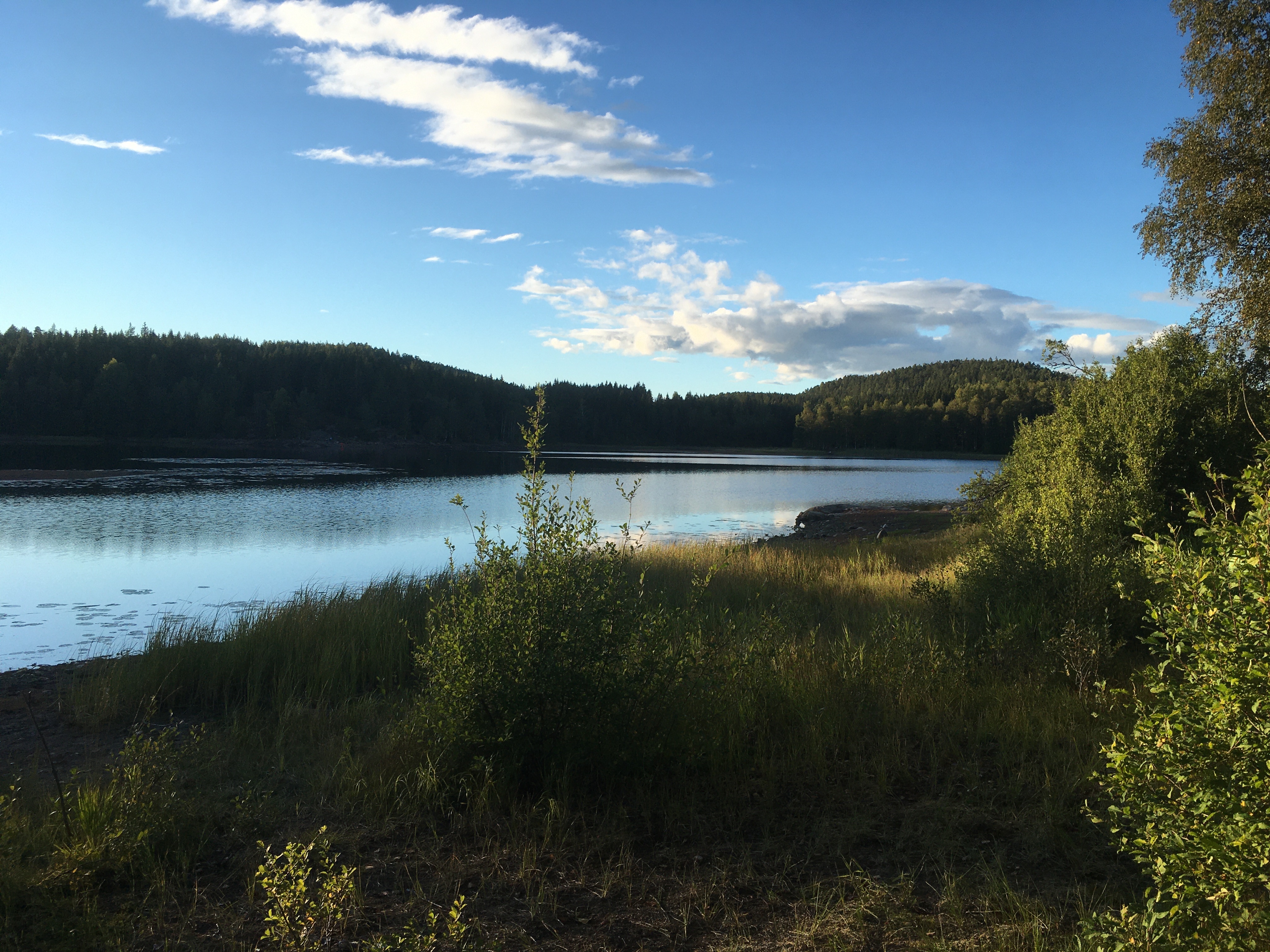 Naturbilde, vann og skog