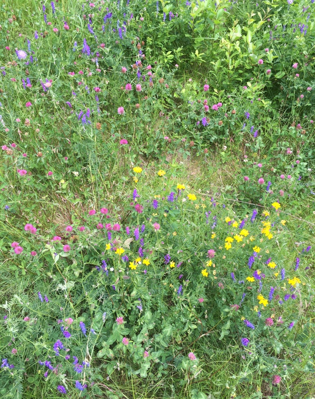 Blomstereng