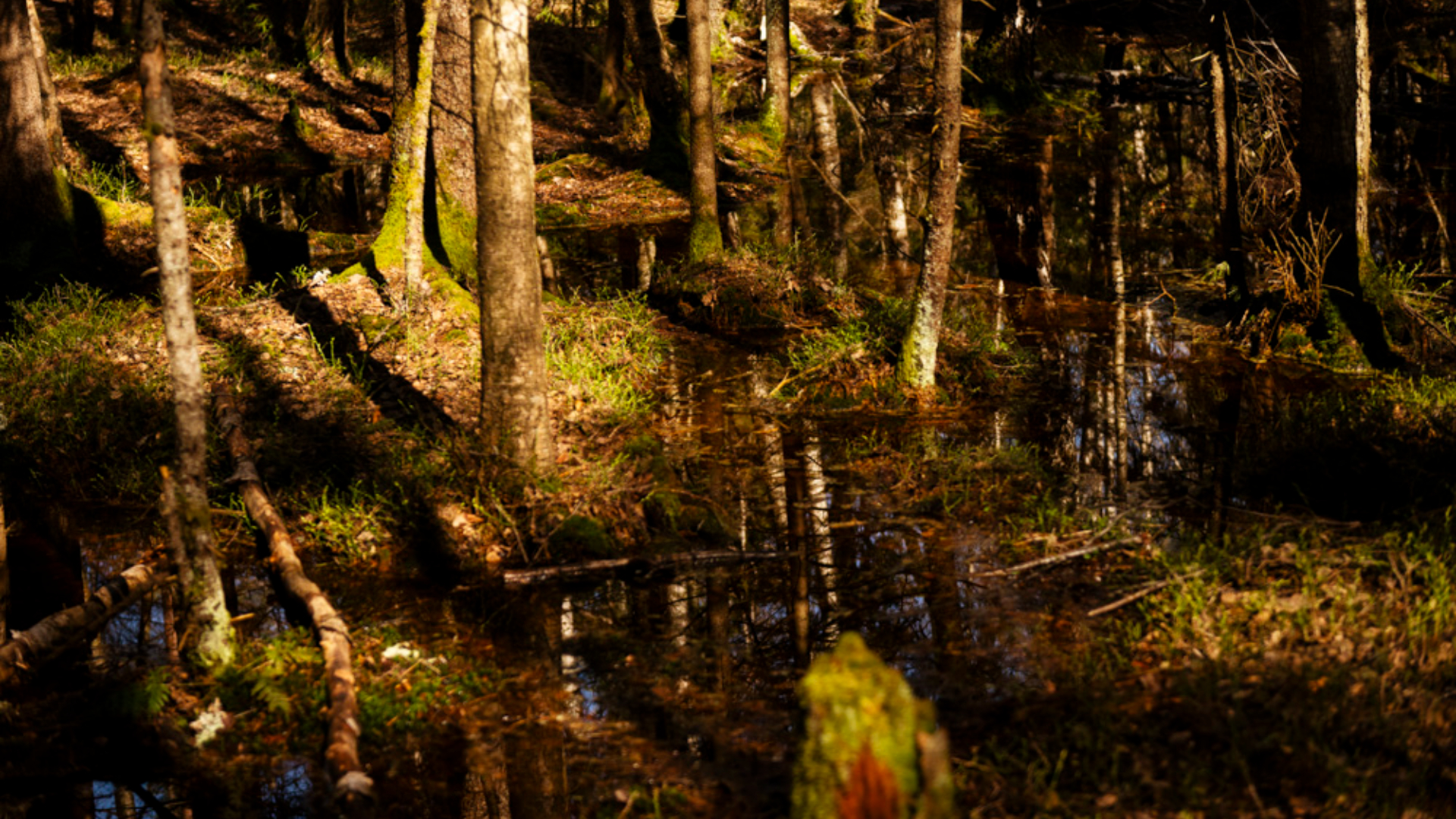 Blakstad Skog