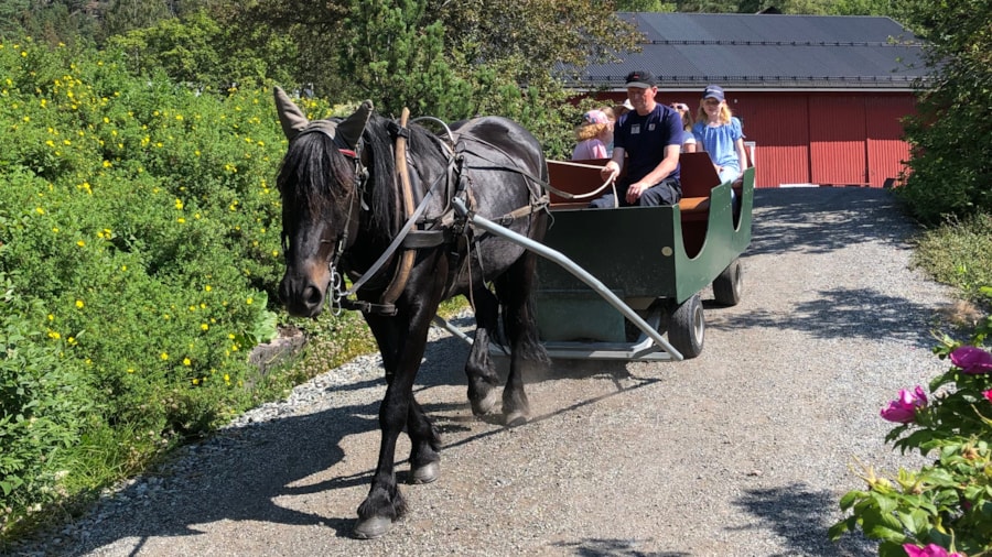 Stas å kjøre tur med hest og vogn.