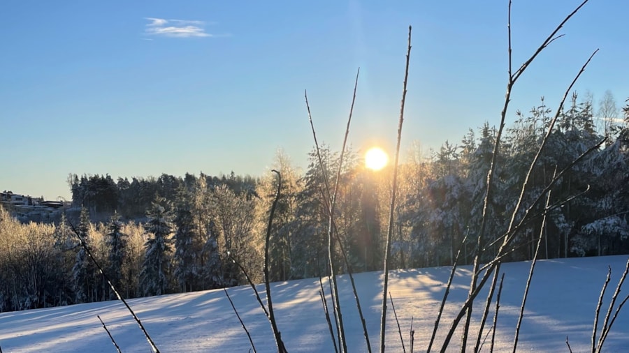 Kvister i vintersol