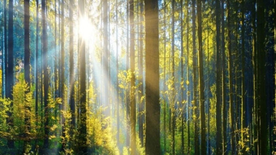 Lyset i skogen