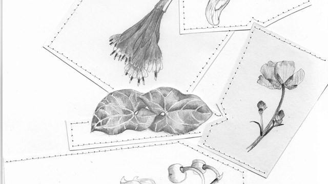 Blom 1, tegning og søm på papir av Ingela Adamson